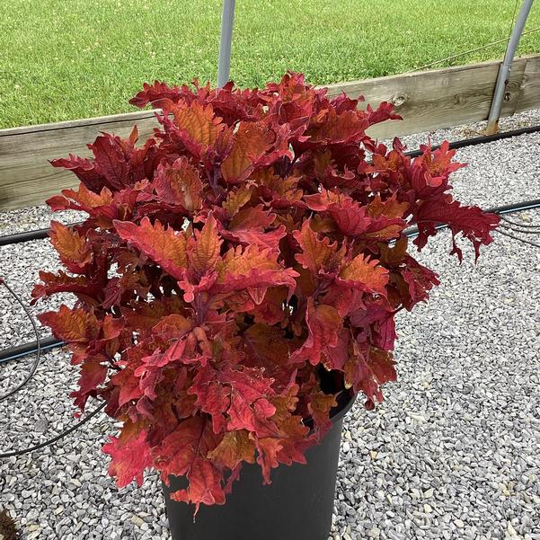 Coleus TS Mojave Sunrise