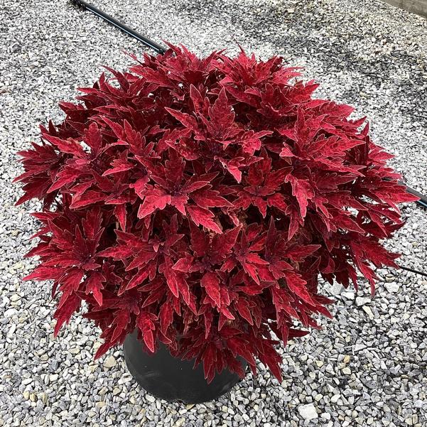Coleus TS Paprika