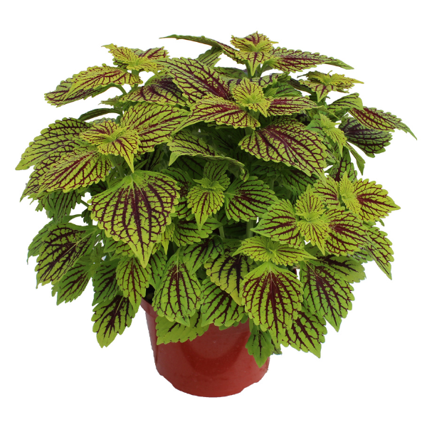 Coleus TS Solar Flare