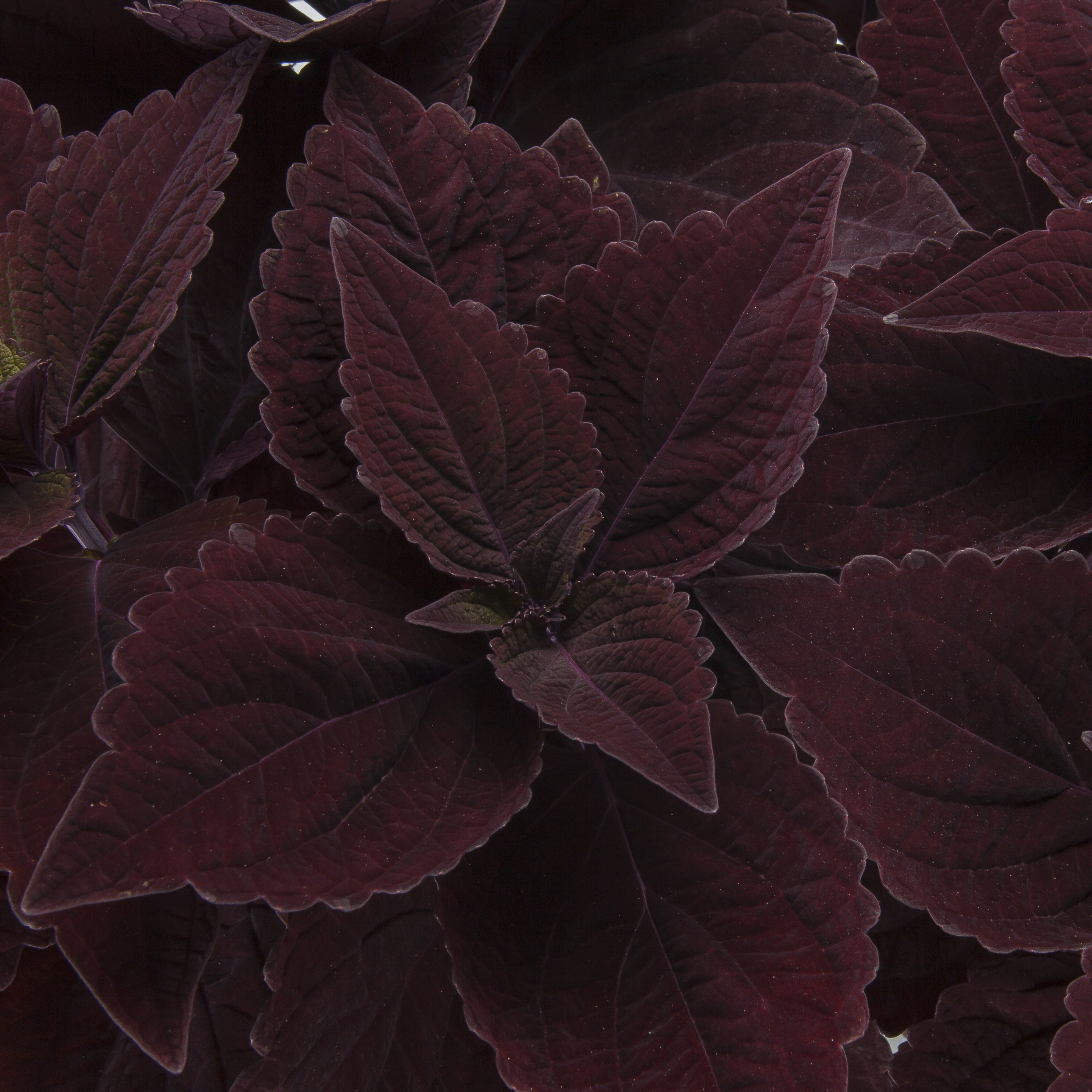 Coleus Talavera 'Chocolate Velveteen'