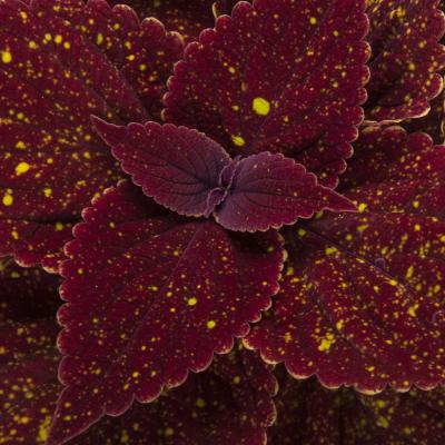 Talavera Moondust