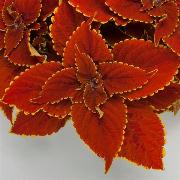 Coleus Talavera 'Sienna'