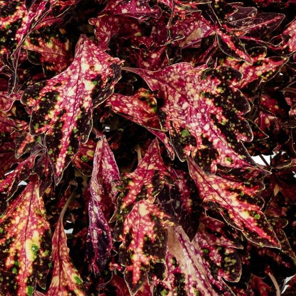 Coleus DT 'Vegas Neon'