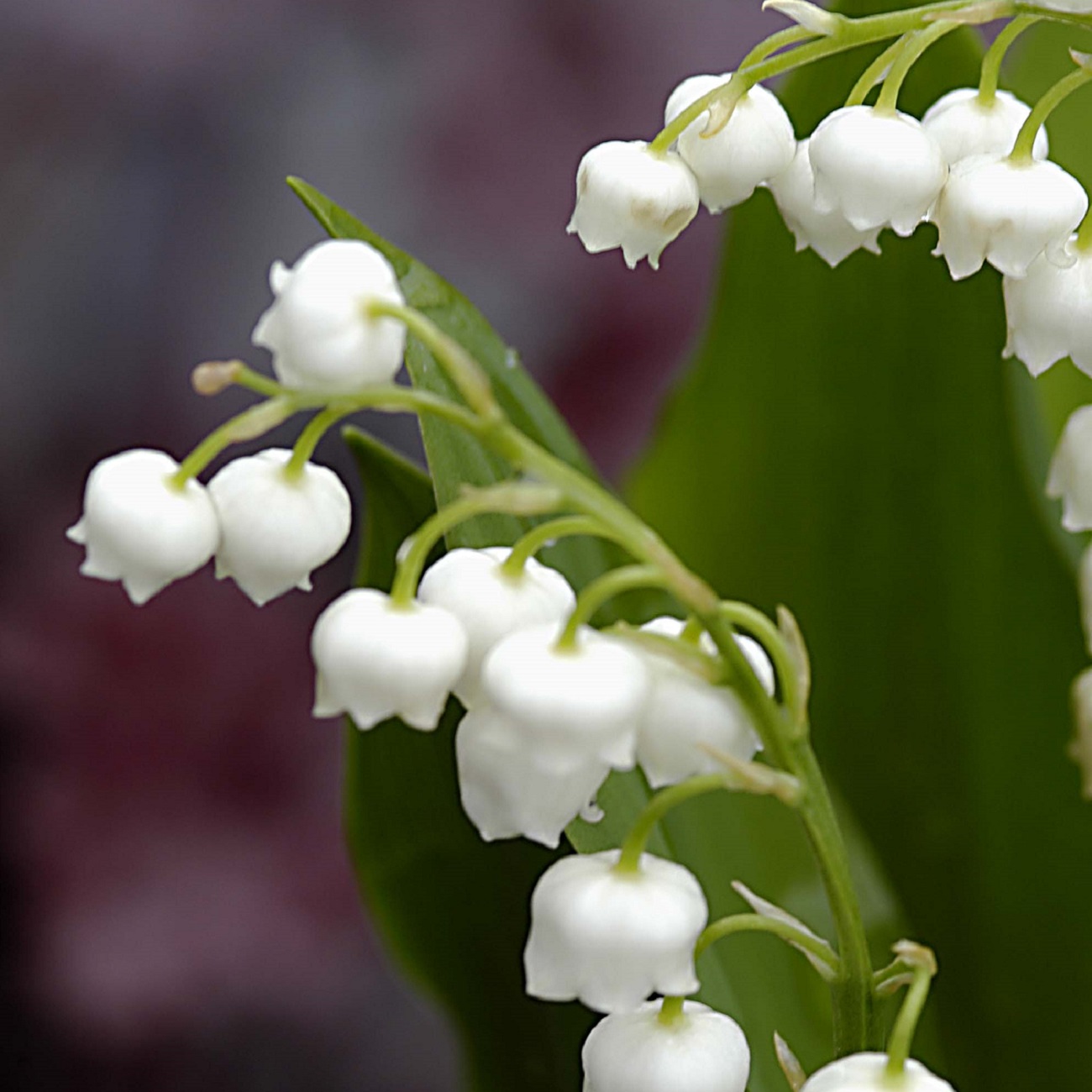 Convallaria majalis