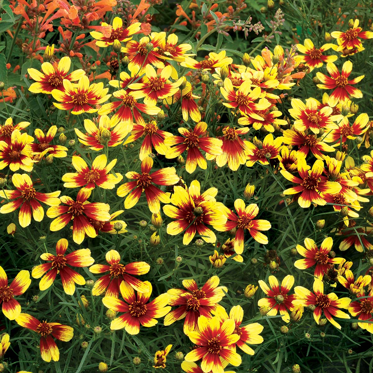 Coreopsis 'Bengal Tiger'