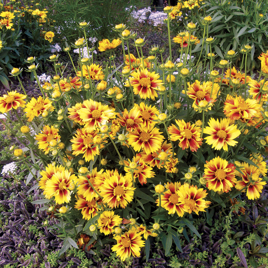 Coreopsis Li'l Bang 'Enchanted Eve'