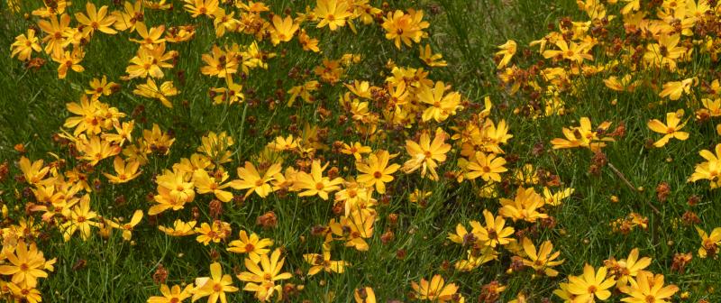 Coreopsis Fall Sensation Amber