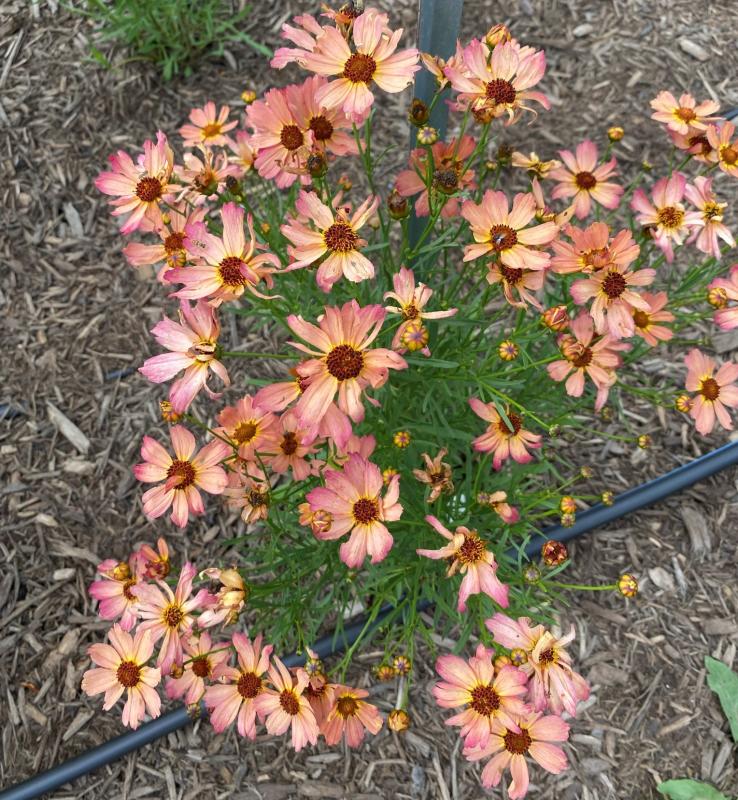 Coreopsis Fall Sensation Sandstone