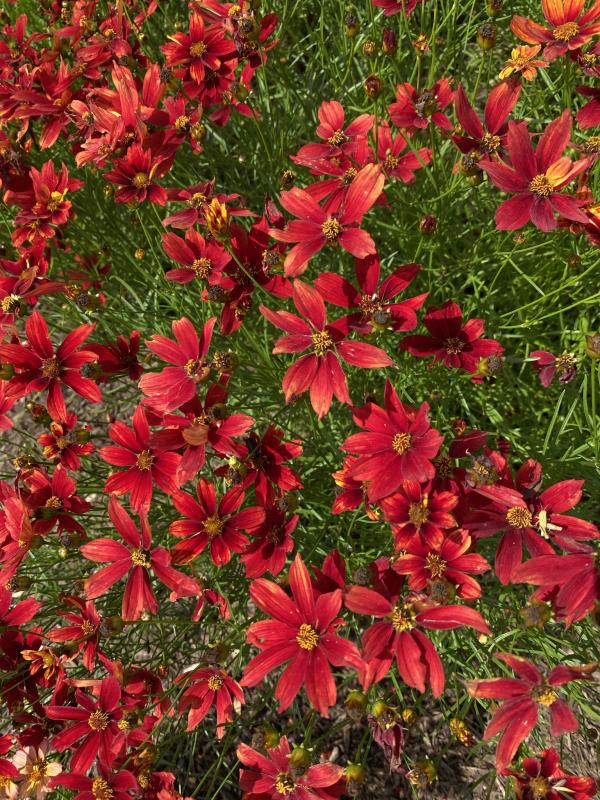 Coreopsis Fall Sensation Vermilion