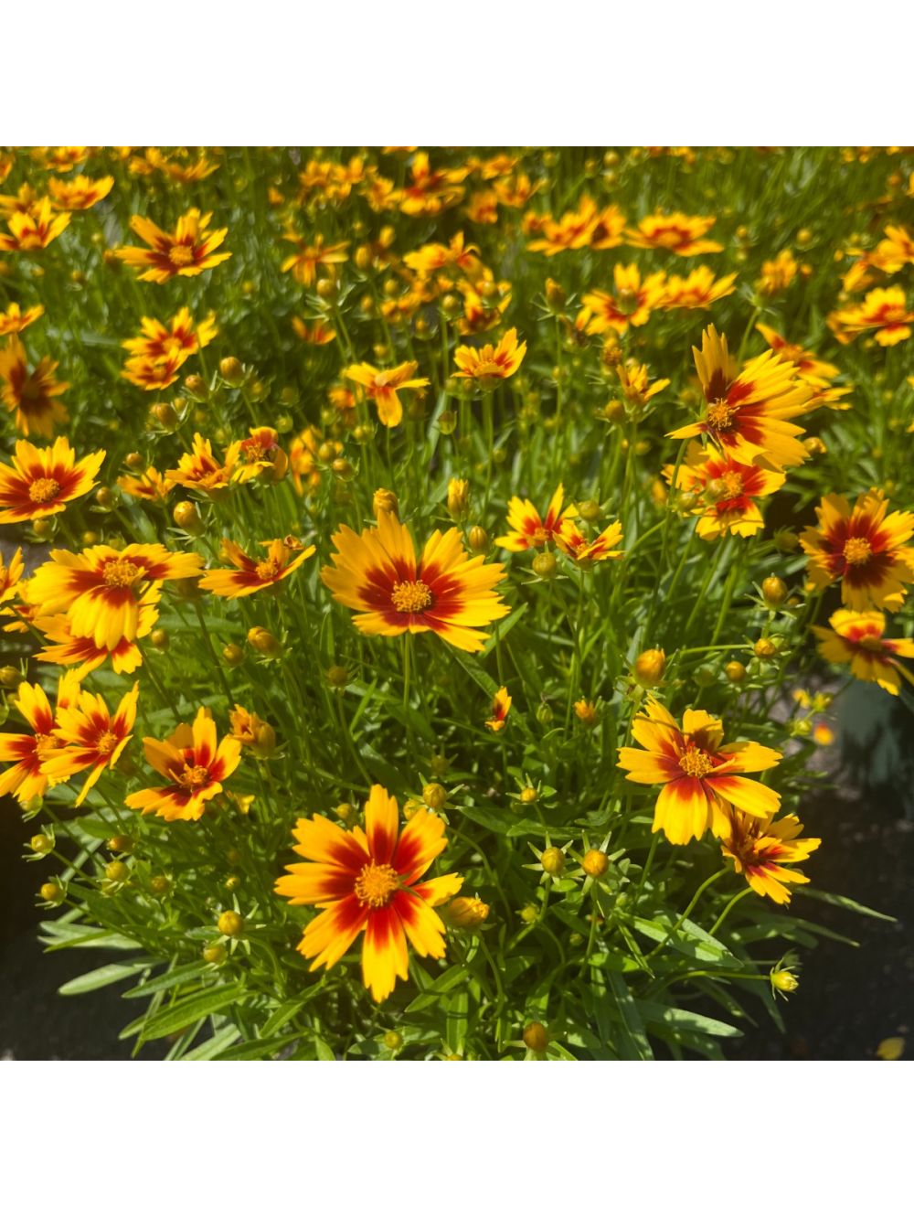 Coreopsis Firewheel