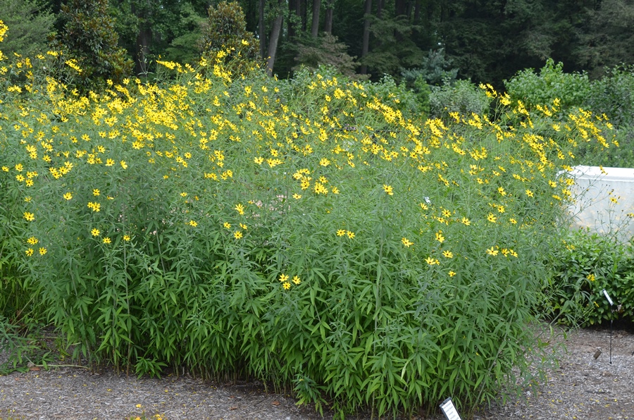 Coreopsis tripteris 'Gold Standard'