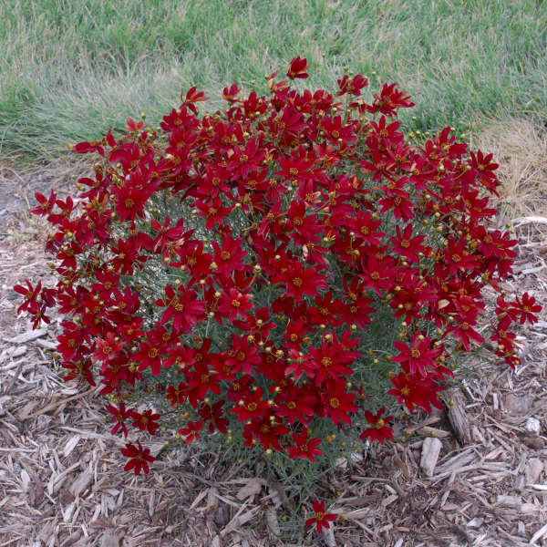 Coreopsis Sizzle & Spice 'Hot Paprika'