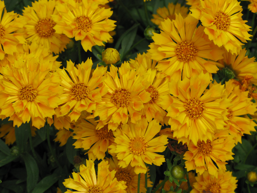 Coreopsis 'Jethro Tull'