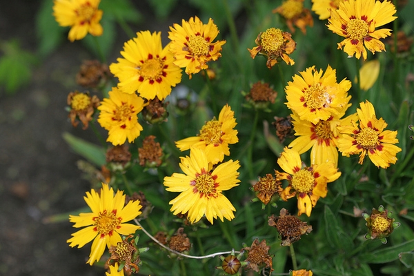 Coreopsis Lanceolata