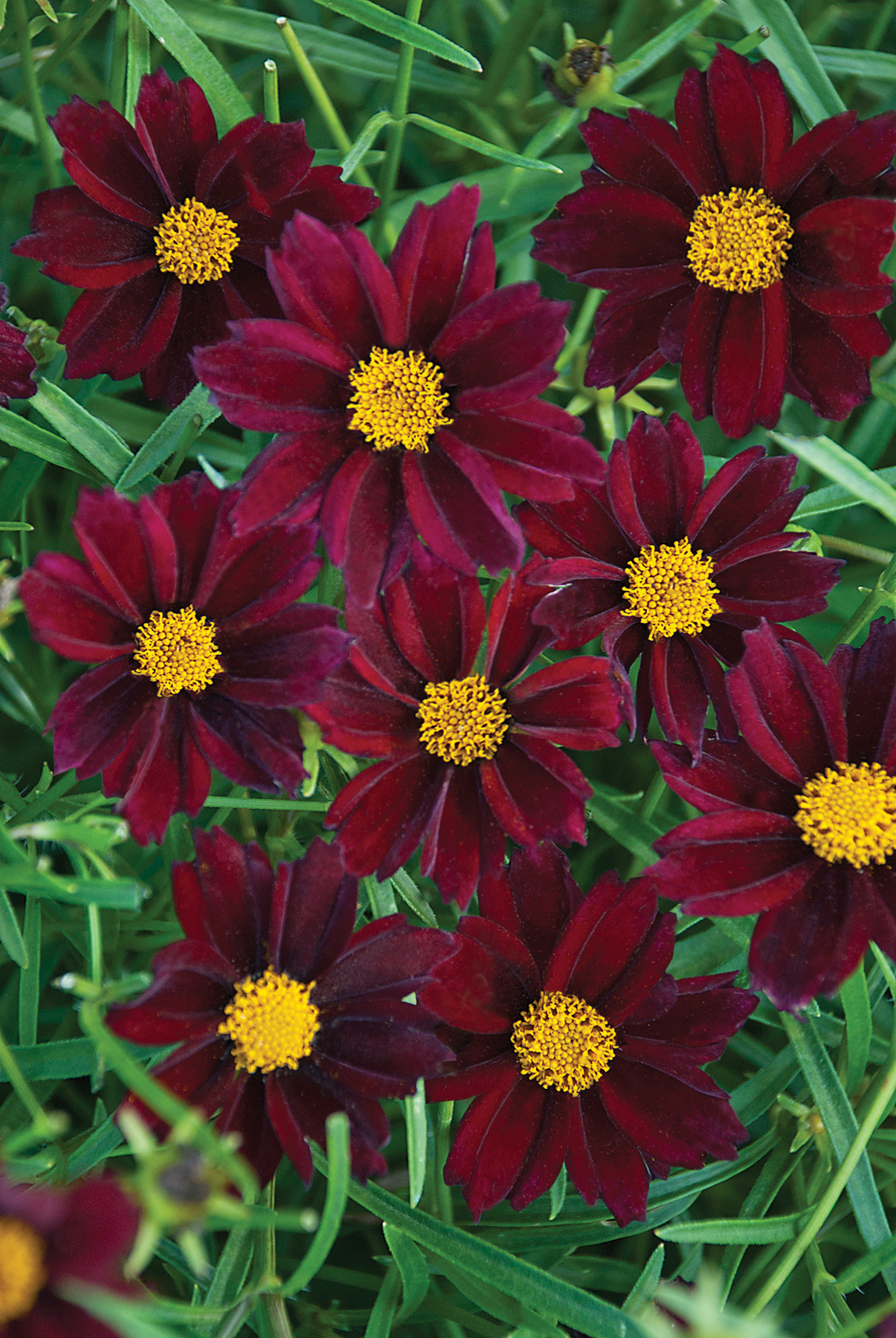 Coreopsis Big Bang 'Mercury Rising'