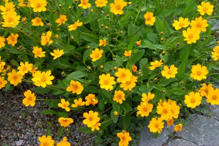 Coreopsis auriculata 'Nana'