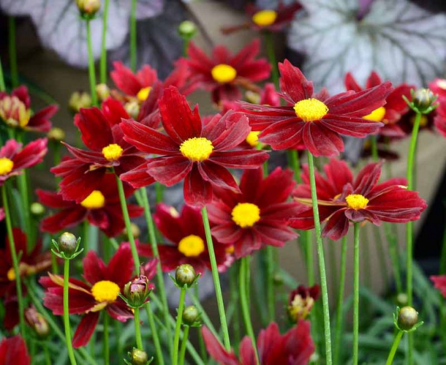 Coreopsis Li'l Bang 'Red Elf'