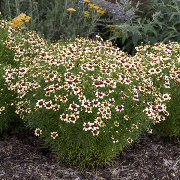 Coreopsis Sizzle & Spice 'Red Hot Vanilla'