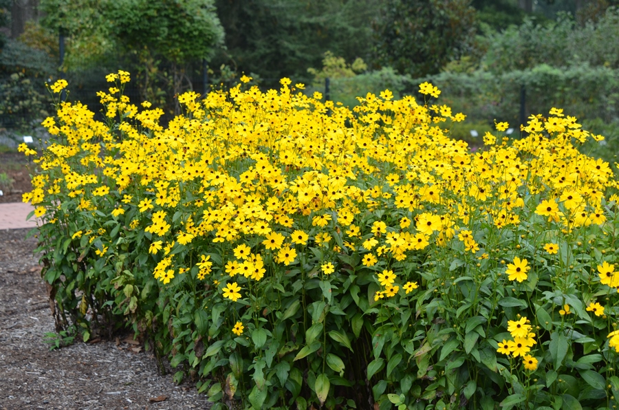 Coreopsis palustris 'Summer Sunshine'