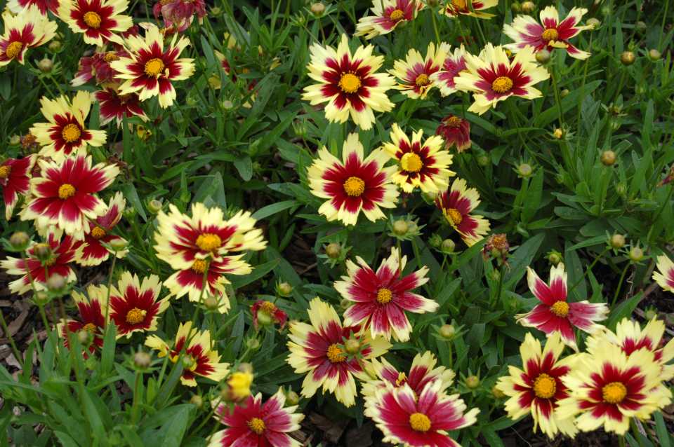 Coreopsis 'Super Star'