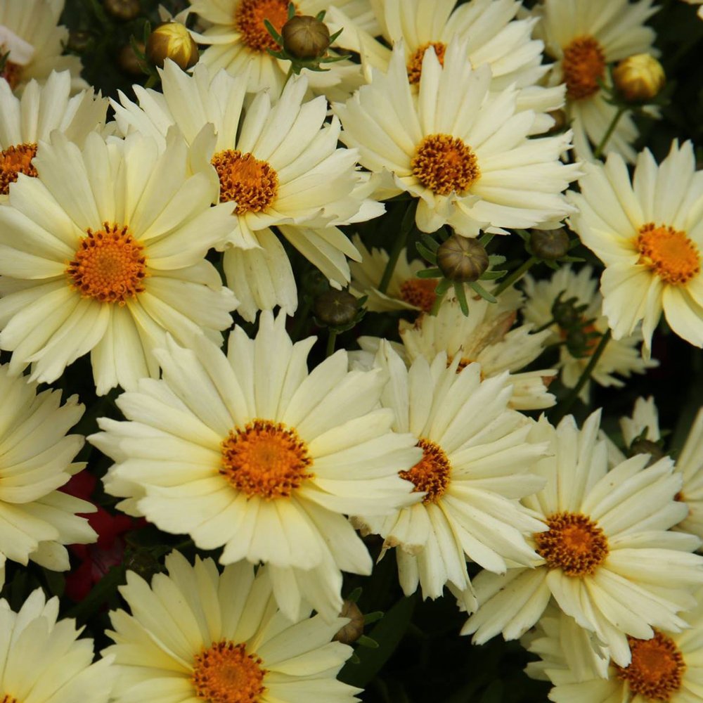 Coreopsis Uptick 'Cream'