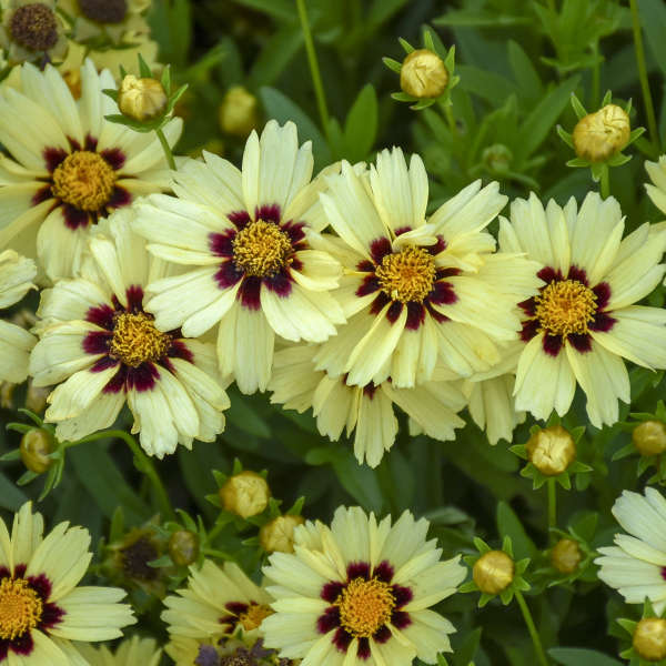 Coreopsis Uptick 'Cream & Red'