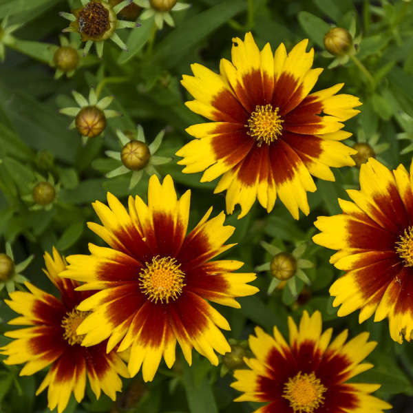 Coreopsis Uptick 'Gold & Bronze'