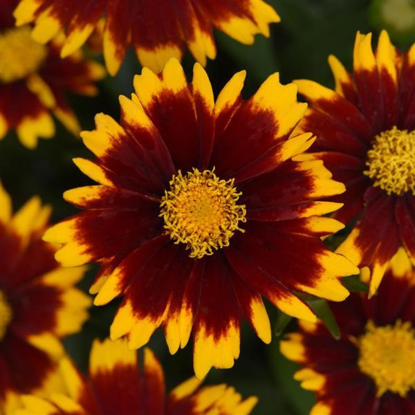 Coreopsis Uptick 'Red'