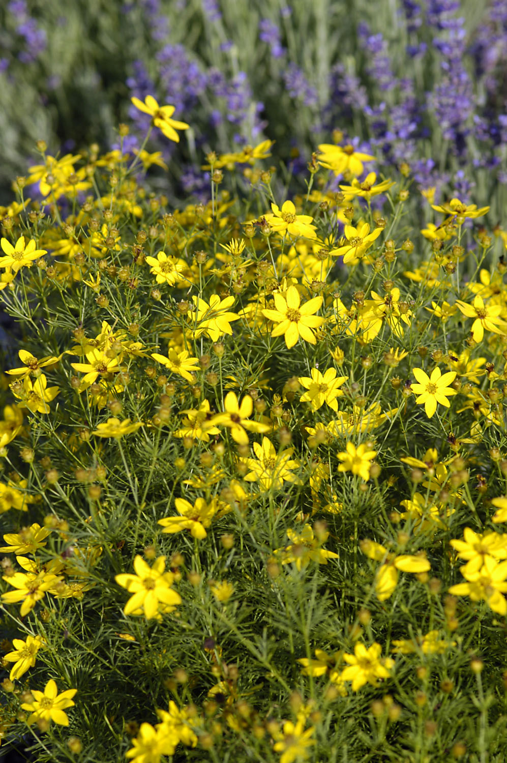 Coreopsis verticillata 'Zagreb'