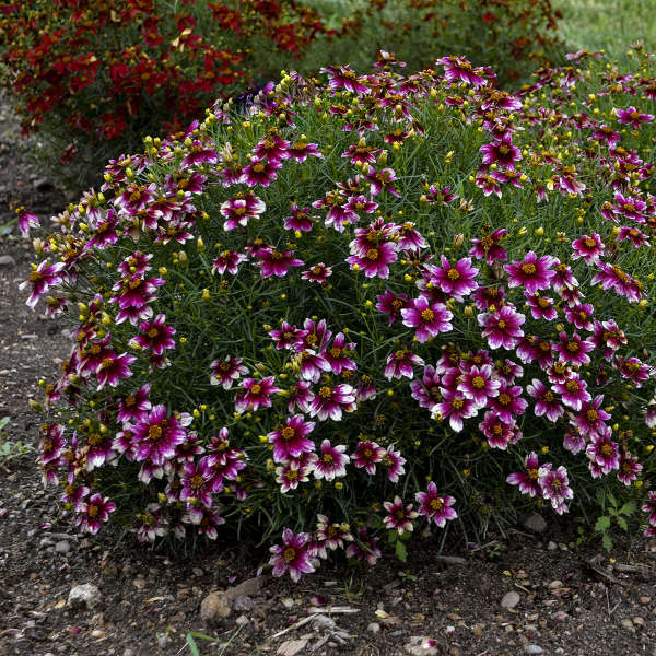 Coreopsis Sizzle & Spice 'Zesty Zinger'