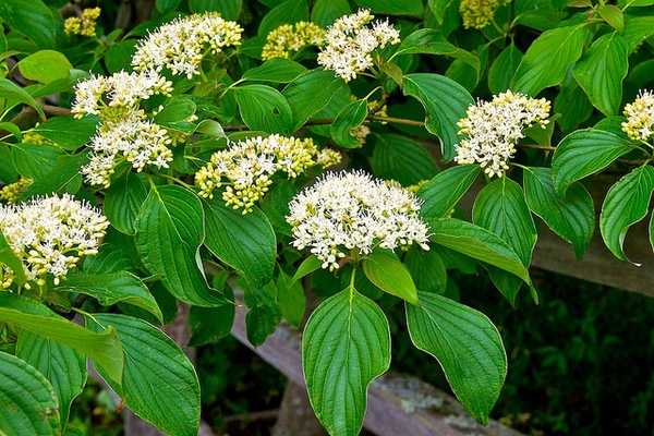 Cornus alternifolia