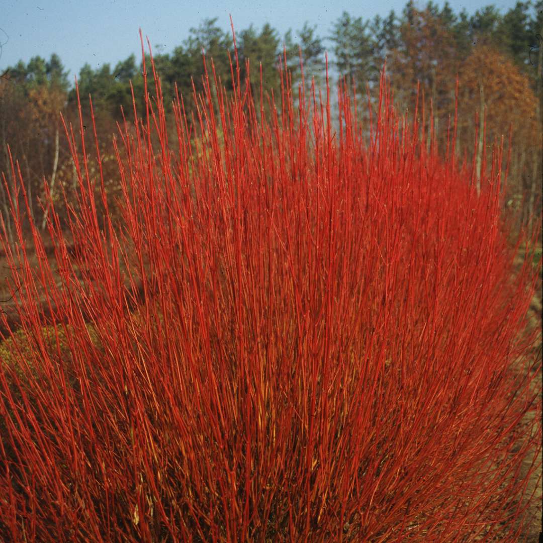 Cornus sericea 'Cardinal'