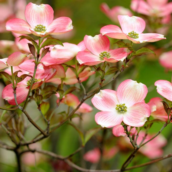 Cornus florida 'Cherokee Brave'