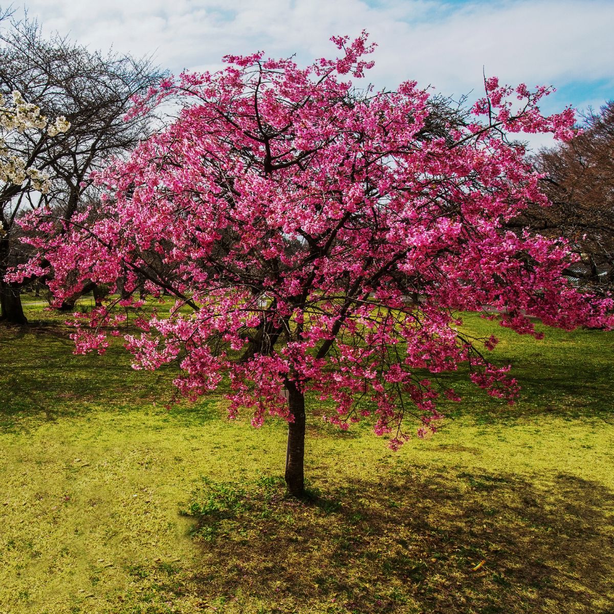 Cornus Cherokee Chief