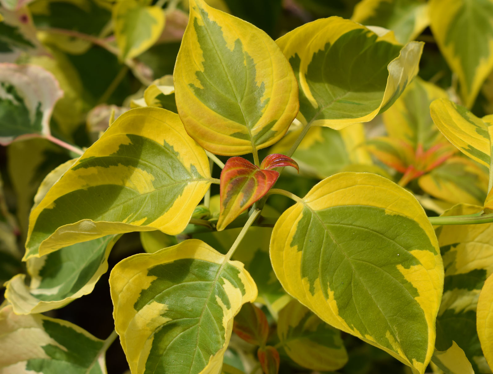 Cornus Cherokee Daybreak