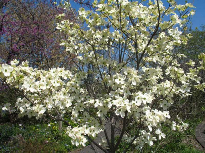 Cornus florida 'Cherokee Princess'