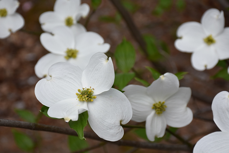 Cornus Jean's Appalachian Snow