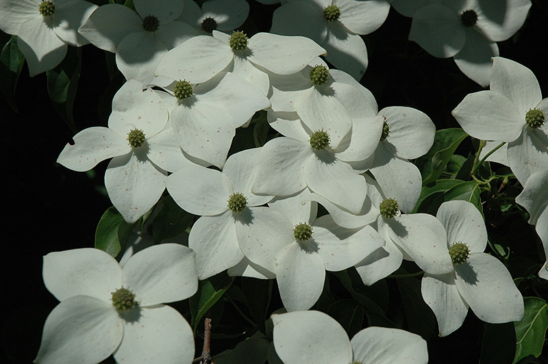 Cornus Kay's Appalachian Mist