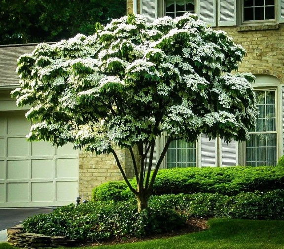 Cornus kousa