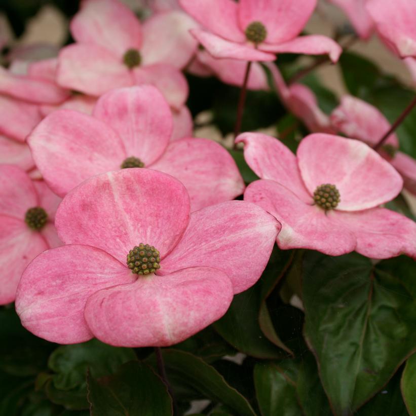 Cornus kousa 'Heart Throb'