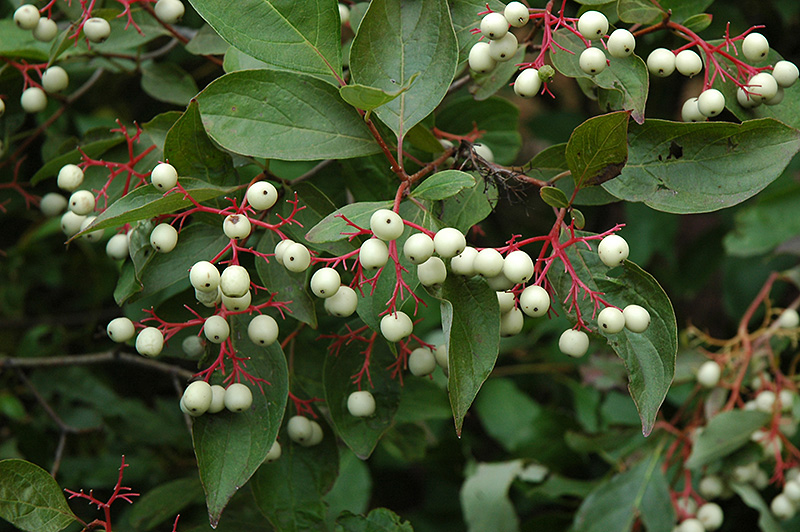 Cornus racemosa