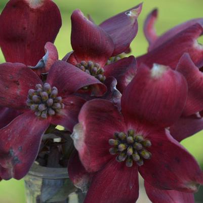 Cornus Ragin' Red