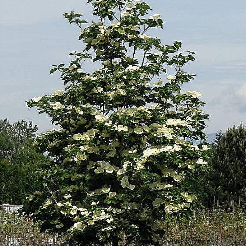 Cornus kousa 'Venus'