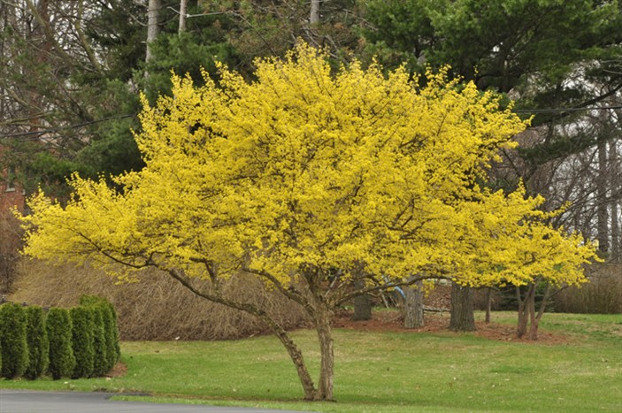 Cornus mas