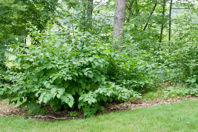 Corylus americana