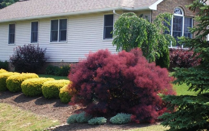 Cotinus 'Velveteeny'