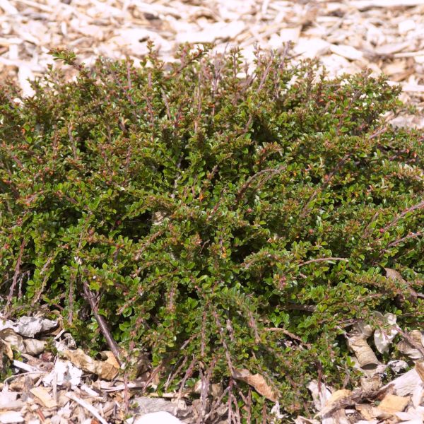 Cotoneaster 'Tom Thumb'