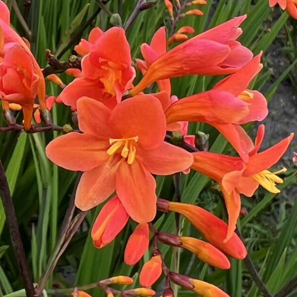 Crocosmia Peach Melba