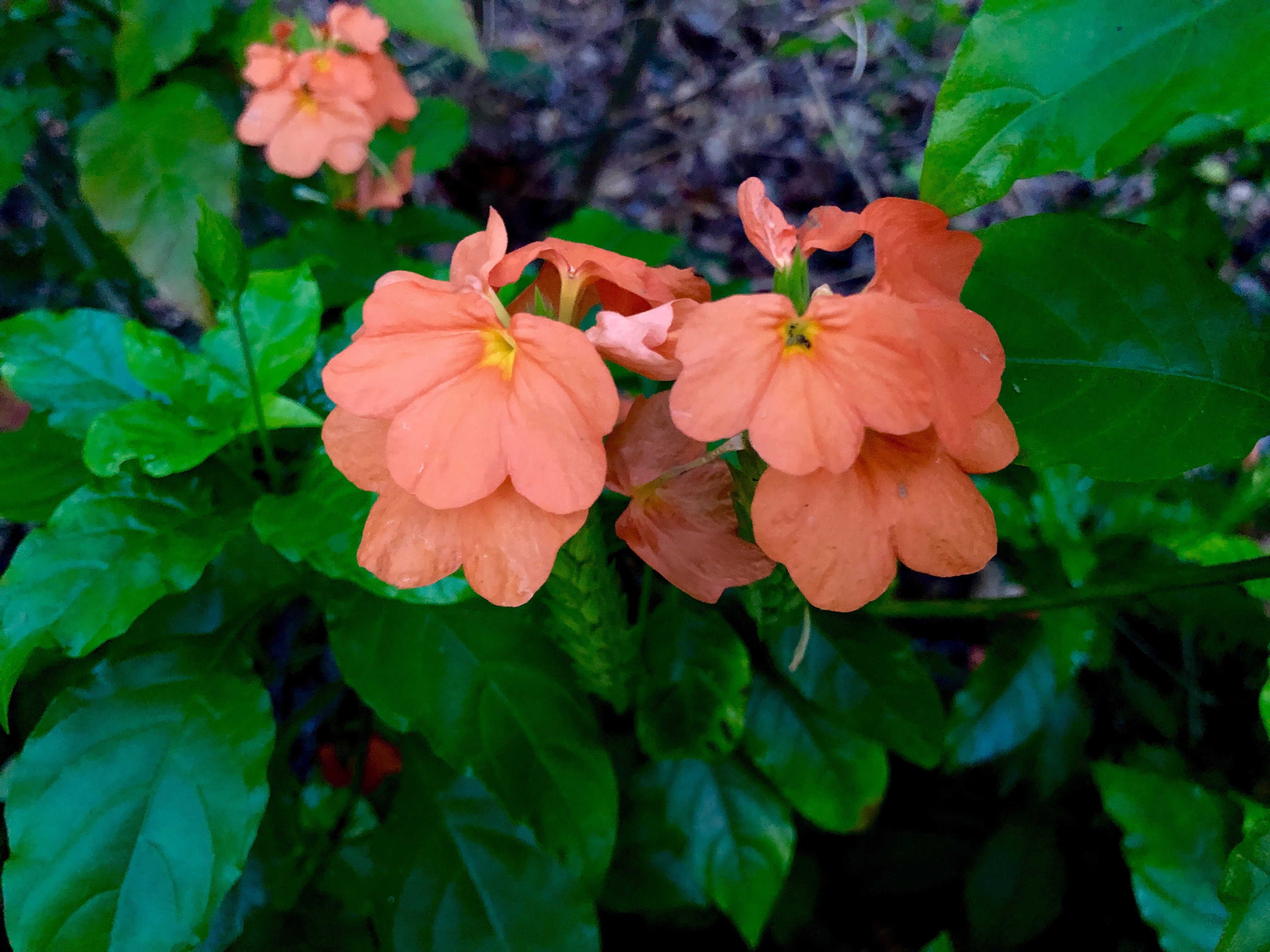 Crossandra 'Florida Sunset'