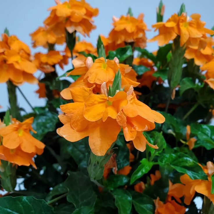 Crossandra 'Orange Marmalade'